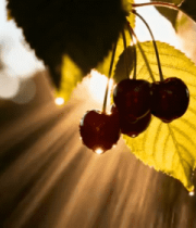 阳光下枝头的樱桃特写4191#横屏 