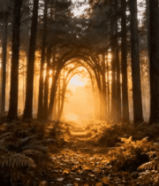 阳光下绽放的粉色海棠花4312#横屏 