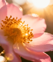 光下绽放的粉色花朵1704#横屏 