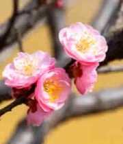  盛开的粉色梅花特写(2)2471#横屏 	 