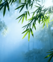 阳光穿透竹林竹叶景象52#横屏 