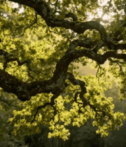 阳光透过树林洒在树枝上3804#横屏 