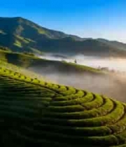  山间茶园清晨美景1387#横屏 	 