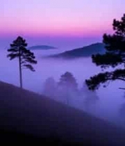  山间晨雾中的松树景观502#横屏 	 