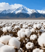 雪山下的棉花种植田220#横屏 