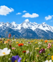 雪山下的多彩花海景色4209#横屏 