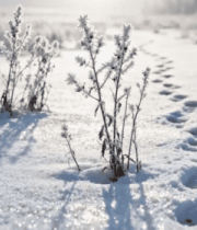 地足迹与覆霜植物景观704#横屏 