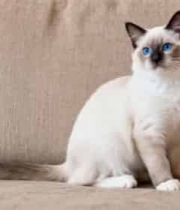  沙发上的暹罗小猫2583#横屏 	 -