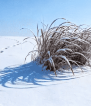 雪地中枯草与脚印自然风光1214#横屏 