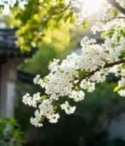  中式建筑旁盛开的白色花枝861#横屏 	 