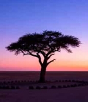  沙漠中孤树日落景象1296#横屏 	 