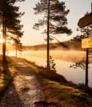  森林湖畔晨光中的指路牌1993#横屏 	 - 