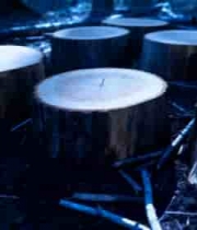  森林中树桩特写场景2085#横屏 	 - 