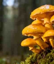  森林中生长的黄色蘑菇素材1099#横屏 	 - 