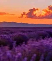  日落时分薰衣草田全景2710#横屏 	 