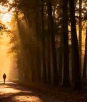  人在阳光森林小道独自行走1077#横屏 	 