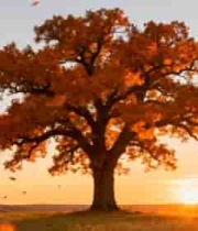  秋日夕阳下的孤树与落叶2714#横屏 	 