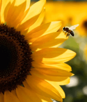 向日葵花海中蜜蜂采蜜画面2492#横屏 