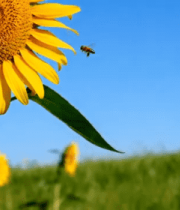 向日葵花丛中的蜜蜂4768#横屏 