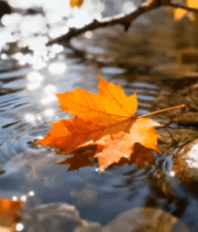 溪流中漂浮的秋日枫叶3032#横屏 