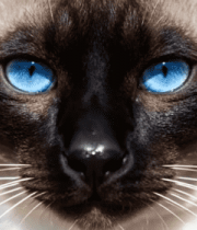 暹罗猫蓝眼睛特写2458#横屏 