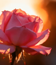 夕阳下绽放的粉色玫瑰4700#横屏 