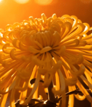 夕阳下特写黄色菊花4325#横屏 