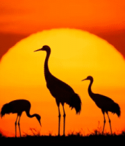 夕阳下鹤群剪影5256#横屏 