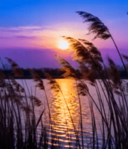 夕阳下芦苇荡湖边美景5315#横屏 