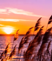 阳下湖边摇曳的芦苇4395#横屏 