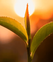 夕阳下嫩绿茶叶特写3912#横屏 