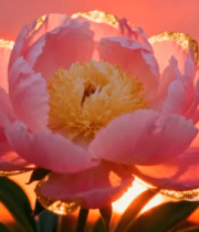 夕阳下带金边的粉色芍药花4427#横屏 