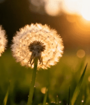 夕阳下草地中的蒲公英321#横屏 