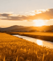 夕阳下稻田与河流风景5293#横屏 