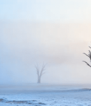 雾中荒野枯树景象4122#横屏 