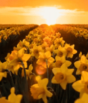 夕阳下的黄色花田全景3807#横屏 