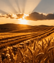 夕阳下的麦田风光(1)5359#横屏 