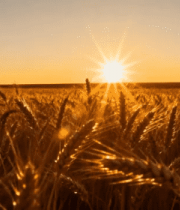 夕阳下的麦田风光3382#横屏 