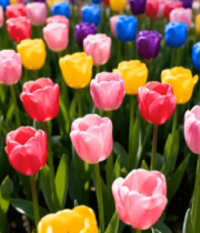 五彩郁金香花海582#横屏 