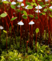 微距苔藓与红色植物特写1256#横屏 