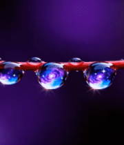 距下红枝上的晶莹水滴4690#横屏 