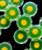 观细胞展示素材1007#横屏 