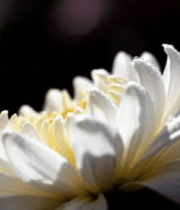 微距特写白色菊花带水珠画面2516#横屏 