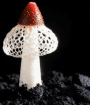 微距特写奇异蘑菇素材1148#横屏 