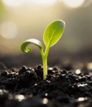 土壤中幼苗生长特写5194#横屏 