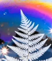 微距下蕨叶与彩色泡泡素材1112#横屏 