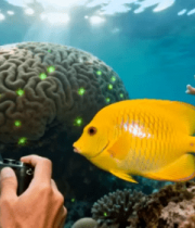 水下拍摄黄色鱼类与珊瑚画面5238#横屏 