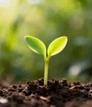  破土而出的绿色幼苗1384#横屏 	 
