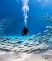  潜水员与海洋鱼群海底画面905#横屏 	 