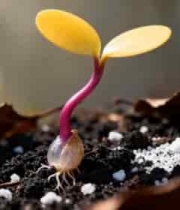  破土而出的嫩芽2794#横屏 	 